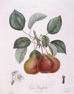 Hruška "Gros Rousselet" Henry Louis Duhamel du Monceau, botanická deska Pierre Antoine Poiteau od Pierre Antoine (after) Poiteau