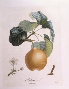 Hruška "Talousie" Henry Louis Duhamel du Monceau, botanická deska Pierre Antoine Poiteau