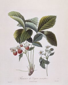 Virginia Strawberry (Fragaria virginiana), Henry Louis Duhamel du Monceau, botanická deska Pierre Antoine Poiteau