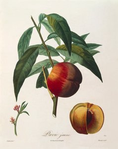 Žlutá broskev (Pavie Jaune) od Antoine Poiteau