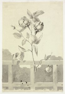 Rose od Pierre Antoine Mongin