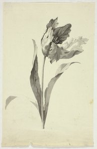 Tulipán od Pierre Antoine Mongin