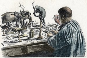 Preparování zvířat: Vycpaná zvířata preparování zvířat ve své dílně Gravírování z Excursion a travers les metiers“ od Pierre Calmette Collection privee