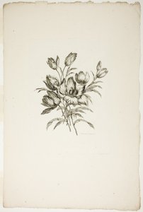 Kytice s tulipány, ze sbírky různých kytic květin, vynalezené a nakreslené Jean Pillement a vyryté P. C. Canotem od Pierre Charles Canot