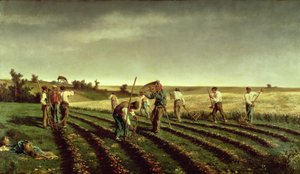 Reaping Sainfoin v Chambaudouin, 1882