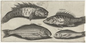 Bockfish, okoun, goby a neznámá ryba Rybaření (název seriálu) Ikony Piscivm vivae (název série)