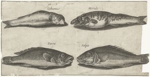 Goby, bogo, treska a další ryba Rybaření (název seriálu) Ikony Piscivm vivae (název série)