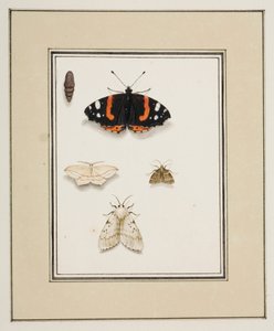 Motýli, cca 1755-65 (akvarel na papíře) od Pierre Francois Ledoulx