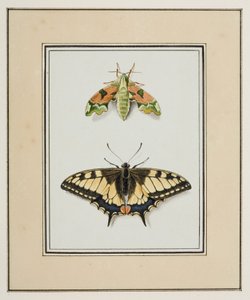 Hawk Moth a Old World Swallowtail Butterfly, c.1755-65 (akvarel na papíře)