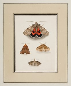 Moths, c.1755-65 (akvarel na papíře)