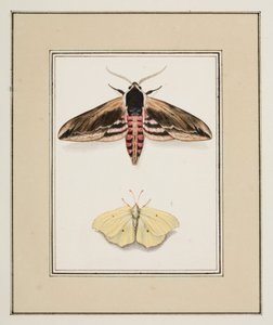 Privet Hawk Moth and Common Brimstone, cca 1755-65 (akvarel na papíře)