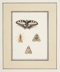 Vlaštovičník Butterfly, Mayfly and Two Moths, c.1755-65 (akvarel na papíře)