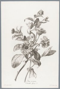 Goudsbloem Měsíček lékařský / Calendula Officinalis L. (název na objektu) Květiny čerpané z přírody (...) (název série)