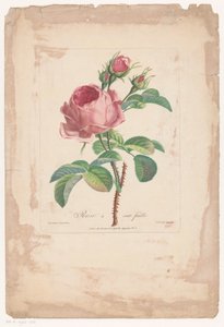 Honderdbladige pokoje Hundred Leaf Rose (název na objektu)