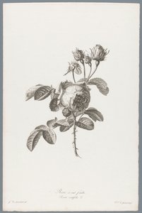Honderdbladige pokoje Růže stolistá / Rosa centifolia L. (název na objektu) Květiny čerpané z přírody (...) (název série)