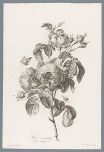Honderdbladige pokoje Růže stolistá / Rosa centifolia L. (název na objektu) Květiny čerpané z přírody (...) (název série)
