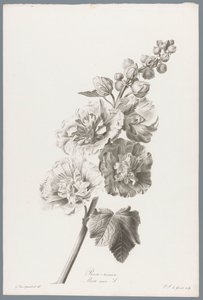 Stokroos Topolovka / Alcea rosea L. (název na objektu) Květiny čerpané z přírody (...) (název série)