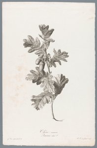 Zomeřík Dub obecný / Quercus robur L. (název na objektu) Květiny čerpané z přírody (...) (název série)
