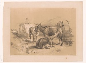 Studie tří oslů Cooper