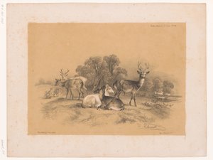 Studie stáda jelenů Cooper