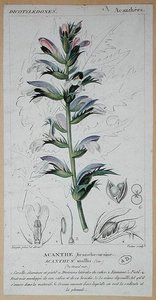 Acanthus Mollis, cca 1820 (barevná rytina)