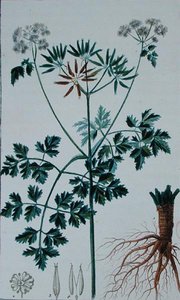 Botanická deska zobrazující kerblík, z „Flore du Dictionnaire des sciences medicales“ od Francoise Pierra Chaumetona (1775-1819), vydáno 1813-1820 (barevná rytina)