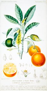 Citrus Aurantium nebo Sevillský pomeranč, kolem 1820 (barevné rytí)