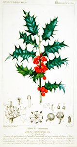 Cesmína (Ilex aquifolium) botanická deska, kolem 1820 (barevné lito)