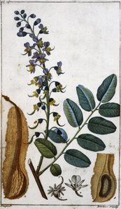 Perun balsami