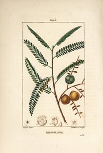 Amla (amala, amalaki), nepálský nebo indický rybíz, myrobolan emblique - nepálský nebo indický angrešt, Phyllanthus emblica, list, ovoce a semena. Ručně kolorovaná tečkovaná mědirytina od Lamberta Juniora z kresby Pierra Jean-Francoise Turpina fro od Pierre Jean Francois Turpin