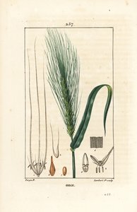 Ječmen - Ječmen, Hordeum vulgare, ukazující stopku, list a klas. Ručně kolorovaná tečkovaná mědirytina od Lamberta Juniora z kresby Pierra Jean-Francoise Turpina z Chaumeton, Poiret a Chamberet