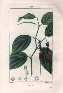 Botanické: černý pepř - černý pepř s listy a zrnky pepře, Piper nigrum. Ručně kolorovaná tečkovaná mědirytina od Lamberta z kresby Pierra Jean-Francoise Turpina z Chaumeton, Poiret et Chamberet „La Flore Medicale,“ Paris, Panck od Pierre Jean Francois Turpin