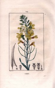 Botanické: květ zelí - květ zelí, Brassica oleracea. Ručně kolorovaná tečkovaná mědirytina od Lamberta z kresby Pierra Jean-Francoise Turpina z Chaumeton, Poiret et Chamberet „La Flore Medicale,“ Paris, Panckoucke od Pierre Jean Francois Turpin
