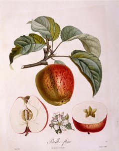 Botanika - Rosaceae - jablko „Krásná květina“. (botanická deska od Pierre Jean Francois Turpin