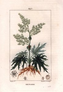 Botanika: reveň - Rebarbora, listy a kořeny, Rheum rhabarbarum. Ručně kolorovaná tečkovaná mědirytina od Lamberta z kresby Pierra Jean-Francoise Turpina z Chaumeton, Poiret et Chamberet „La Flore Medicale,“ Paris, Panckoucke od Pierre Jean Francois Turpin