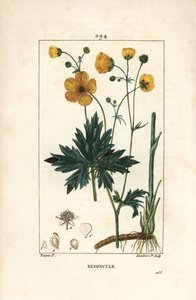Pryskyřník – vzpřímený crowfoot, Ranunculus acris, s květem, listem, stopkou a kořenem. Ručně kolorovaná tečkovaná mědirytina od Lamberta Juniora z kresby Pierra Jean-Francoise Turpina z Chaumetonovy, Poiretovy a Chamberetovy „“La Flore Medicale,”” Pa od Pierre Jean Francois Turpin