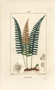 Mnohonožec obecný - Kapradina mnohonožka, Polypodium vulgare, s listem, semenem a kořenem. Ručně kolorovaná tečkovaná mědirytina od Lamberta Juniora z kresby Pierra Jean-Francoise Turpina z Chaumeton, Poiret a Chamberet