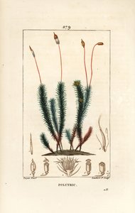 Polytrichum (pěna) - Vlasovec obecný, Polytrichum. Ručně kolorovaná tečkovaná mědirytina od Lamberta Juniora z kresby Pierra Jean-Francoise Turpina z Chaumeton, Poiret a Chamberet