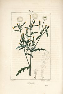 Senecon obecný - Sysel obecný, Senecio vulgaris, s obrysem květu, listu, semene, stonku a listu. Ručně kolorovaná tečkovaná mědirytina od Lamberta Juniora z kresby Pierra Jean-Francoise Turpina z Chaumetonovy, Poiretovy a Chamberetovy „“ La F od Pierre Jean Francois Turpin