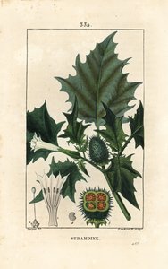 Datura officinal, Stramoine nebo jabloň trnitá - Jabloň trnitá, loco weed nebo jimson weed, Datura stramonium. Ručně kolorovaná tečkovaná mědirytina od Lamberta Juniora z kresby Pierra Jean-Francoise Turpina z Chaumetonovy, Poiretovy a Chamberetovy „“ La od Pierre Jean Francois Turpin