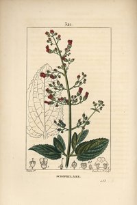 Škrofulár klas - Fíkovník vodní, Scrophularia aquatica, s obrysem květu, listu, stonku, semene a listu. Ručně kolorovaná tečkovaná mědirytina od Lamberta Juniora z kresby Pierra Jean-Francoise Turpina z Chaumetonovy, Poiretovy a Chamberetovy „“ La F od Pierre Jean Francois Turpin