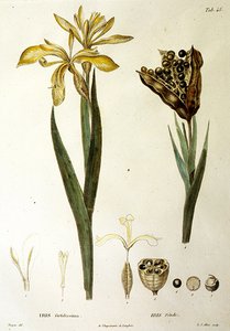 Fetid Iris, rytina L. J. Allaise (ručně kolorovaná rytina) od Pierre Jean Francois Turpin