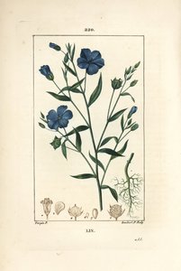 Len - Lněné semínko, Linum sativum. Ručně kolorovaná tečkovaná mědirytina od Lamberta Juniora z kresby Pierra Jean-Francoise Turpina z Chaumeton, Poiret a Chamberet