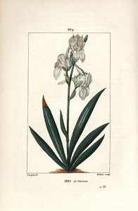 Iris florentský, Iris florentský - Iris florentský, Iris florentina, květ a list. Ručně kolorovaná tečkovaná mědirytina od Duboise z kresby Pierra Jean-Francoise Turpina z Chaumeton, Poiret a Chamberet