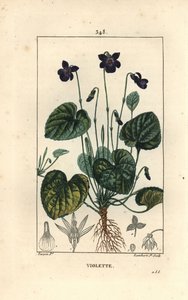 Voňavá fialka - Sladká fialka, Viola odorata, s květem, listem, stonkem a kořeny. Ručně kolorovaná tečkovaná mědirytina od Lamberta Juniora z kresby Pierra Jean-Francoise Turpina z Chaumeton, Poiret a Chamberetova „“La Flore Medicale,”” Pari od Pierre Jean Francois Turpin