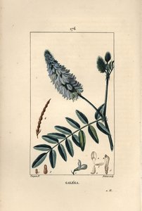 Galega - Kozí rue, Galega officinalis, s květem, listem a semenem. Ručně kolorovaná tečkovaná mědirytina od Duboise z kresby Pierra Jean-Francoise Turpina z Chaumeton, Poiret a Chamberet