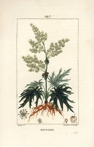 Reveň zahradní - Rebarbora, Rheum rhabarbarum (Rheum palmatum), s květem, stonkem, listem, semenem a kořenem. Ručně kolorovaná tečkovaná mědirytina od Lamberta Juniora z kresby Pierra Jean-Francoise Turpina z Chaumetonovy, Poiretovy a Chamberetovy „“ La F od Pierre Jean Francois Turpin