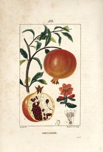 Grenadier - Granátovníkový strom, Punica granatum, s listem, květem, ovocem a řezem ovocem se semeny. Ručně kolorovaná tečkovaná mědirytina od Lamberta Juniora z kresby Pierra Jean-Francoise Turpina z Chaumeton, Poiret a Chamberet od Pierre Jean Francois Turpin