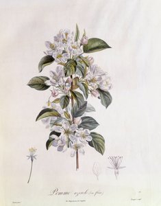 Hloh (Crataegus azarolus) květina Henry Louis Duhamel du Monceau, botanická deska od Pierre Jean Francois Turpin od Pierre Jean Francois Turpin