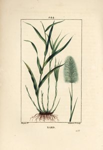 Indický nard, označuje, kořenář - Spikenard, Andropogon nardus, s listem, kořenem a květem. Ručně kolorovaná tečkovaná mědirytina od Lamberta Juniora z kresby Pierra Jean-Francoise Turpina z Chaumeton, Poiret a Chamberet